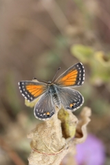 Pseudolucia chilensis
