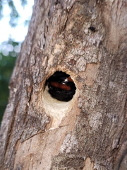Xylocopa frontalis