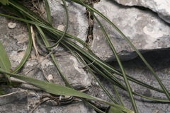 Crocus tournefortii