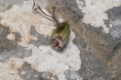 Crocus tournefortii