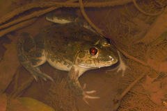 Hoplobatrachus occipitalis