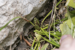 Crocus tournefortii