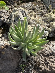 Dudleya cultrata