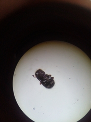 Dasyanthribus purpureus