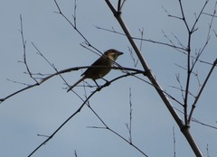 Lanius bucephalus