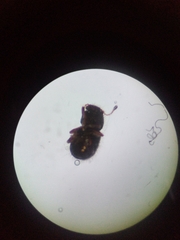 Dasyanthribus purpureus