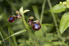 Ophrys speculum speculum