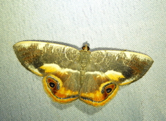 Opisthoxia conjuncta