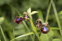 Ophrys speculum speculum