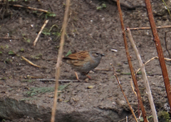 Prunella modularis occidentalis