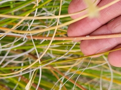 Chionochloa
