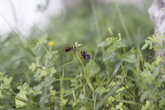 Ophrys speculum speculum