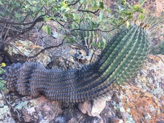 Ferocactus emoryi rectispinus