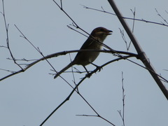 Lanius bucephalus