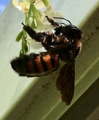 Xylocopa frontalis