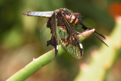 Palpopleura portia