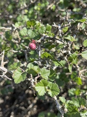 Ribes tortuosum