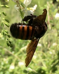 Xylocopa frontalis