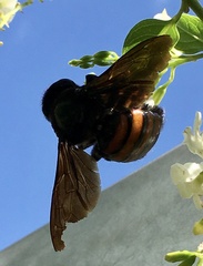 Xylocopa frontalis