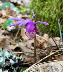 Calypso bulbosa occidentalis