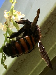 Xylocopa frontalis