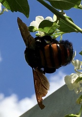 Xylocopa frontalis
