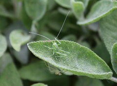 Tettigonia