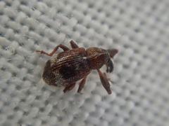 Anthonomus bituberculatus