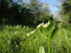 Valerianella radiata