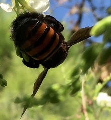Xylocopa frontalis