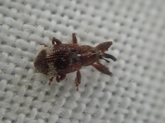 Anthonomus bituberculatus