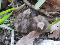 Nyctidromus albicollis