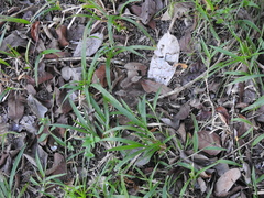 Nyctidromus albicollis