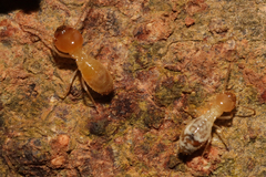 Macrotermitinae