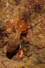 Macrotermitinae