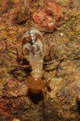 Macrotermitinae