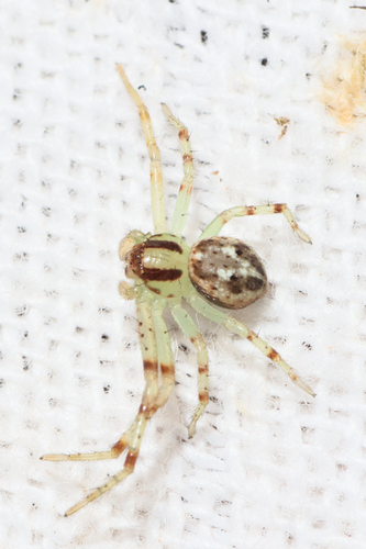 Heriaesynaema flavipes