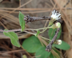 Archibaccharis auriculata