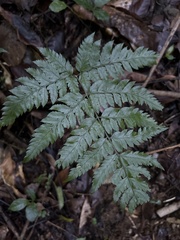 Polystichopsis chaerophylloides