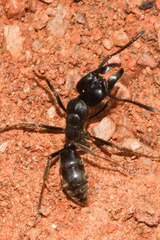 Paltothyreus tarsatus
