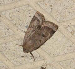 Abagrotis placida