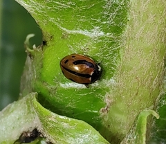Coccinella miranda