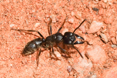 Paltothyreus tarsatus