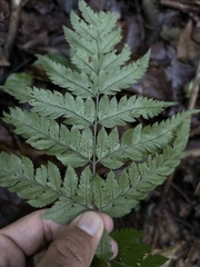 Polystichopsis chaerophylloides