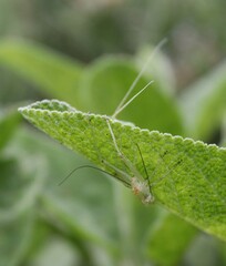 Tettigonia