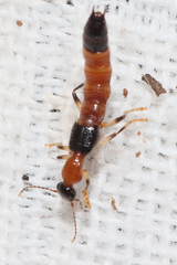 Oedichirus