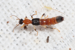 Oedichirus
