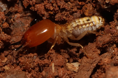 Macrotermitinae