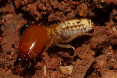 Macrotermitinae