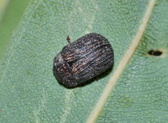 Trachymela scabra